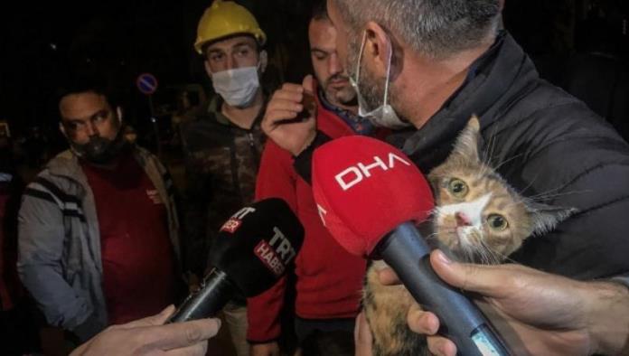 Perro salva a un gato de entre los escombros en Turquía