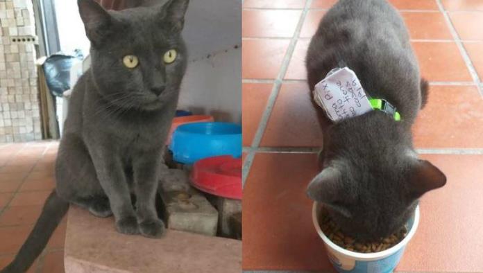 Este gato tiene doble vida: Su dueña lo llama Pixi y la otra familia Huarache