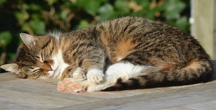 Mujer mata a su esposo por golpear al gato de la familia