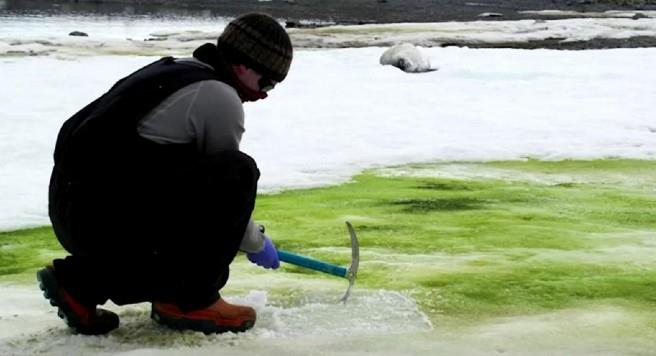 Nieve verde en la Antártida: por qué la “vida vegetal” ha puesto en alerta a científicos