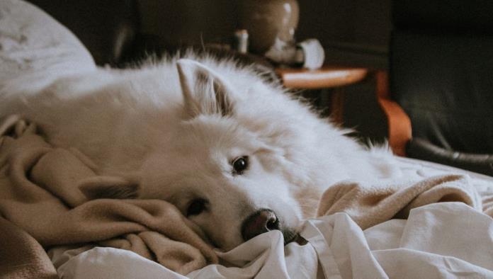 Por qué es bueno dejar que tu perro duerma contigo, según la ciencia