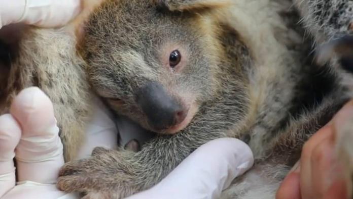Nace el primer koala en Australia tras los incendios que mataron a miles de animales