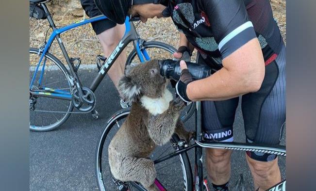 Video: Koala ruega por agua a ciclista en incendios de Australia