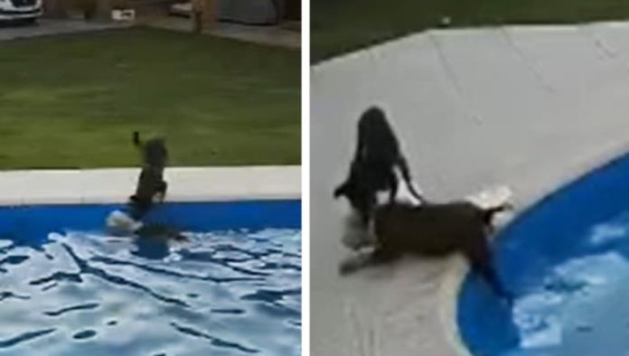 ¡Rescatista! Perra salva a su compañera canina de ahogarse en una alberca (VIDEO)