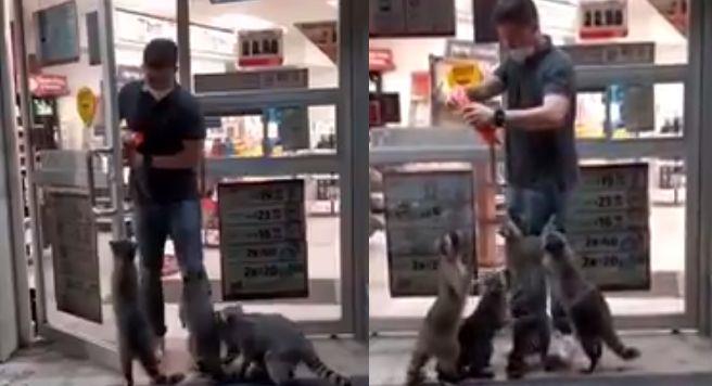 ¡Adorables! Mapaches piden comida afuera de un Oxxo y se hacen virales (VIDEO)