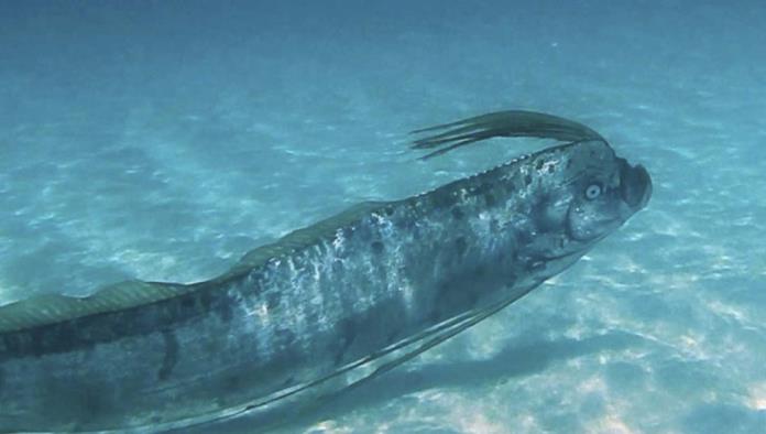 Pez Remo, asociado con sismos en Japón, aparece en playa de Baja California Sur