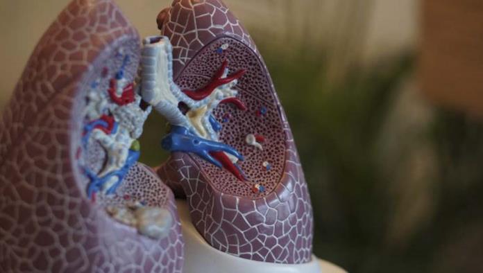 Desarrollan técnica para curar pulmones dañados y usarlos en trasplantes