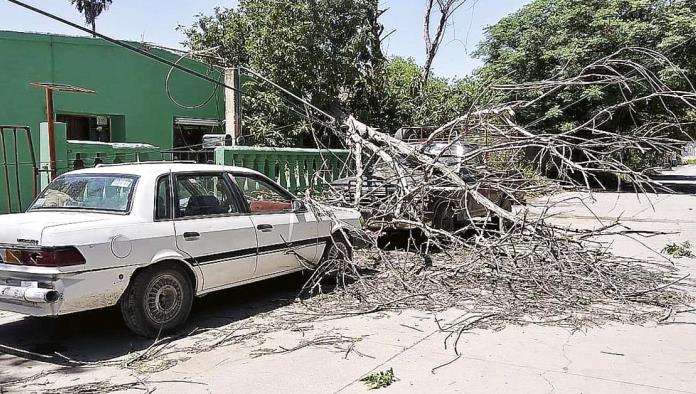 Viento derriba árboles