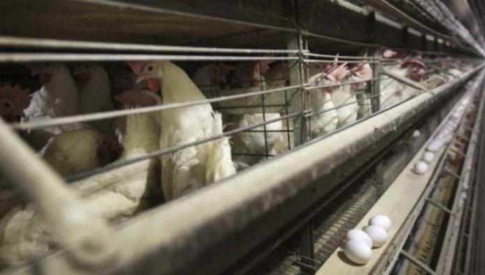 China detecta partículas de Covid-19 en alitas de pollo compradas a Brasil