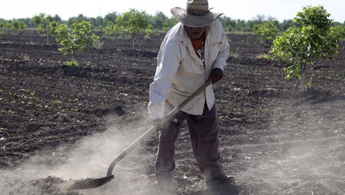 Piden apoyo para siembra de sorgo