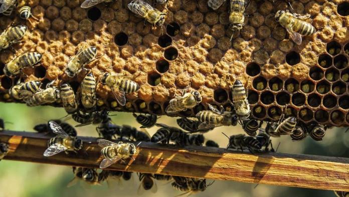 Proponen iniciativa de rescate de abejas