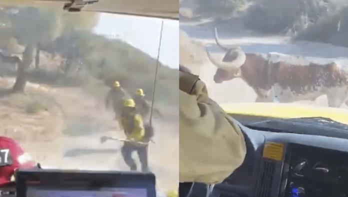 Toro enojado persigue a bomberos durante incendio en California (VIDEO)