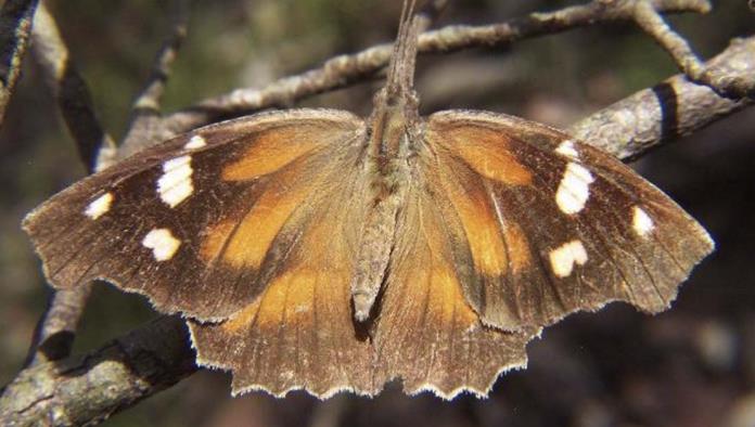 Sorprenden Mariposas “pinocho”