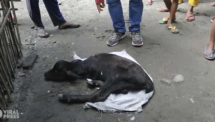 ¡Insólito! nace vaca con solo dos patas en Filipinas