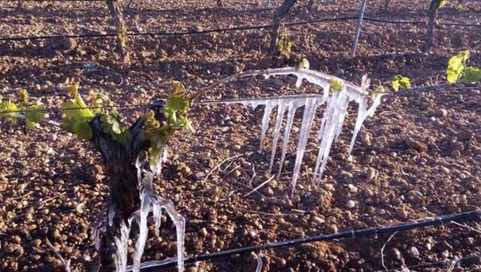 Beneficiaron heladas cultivos en Ciénegas