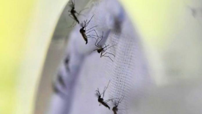 Se registran 72  casos de dengue