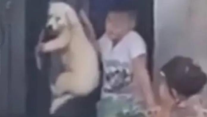 Niño cuelga a perro; autoridades intervienen por maltrato animal