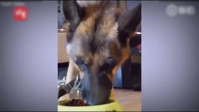 Llanto de un perro indigna en redes; su dueño le dio a comer chiles (VIDEO)
