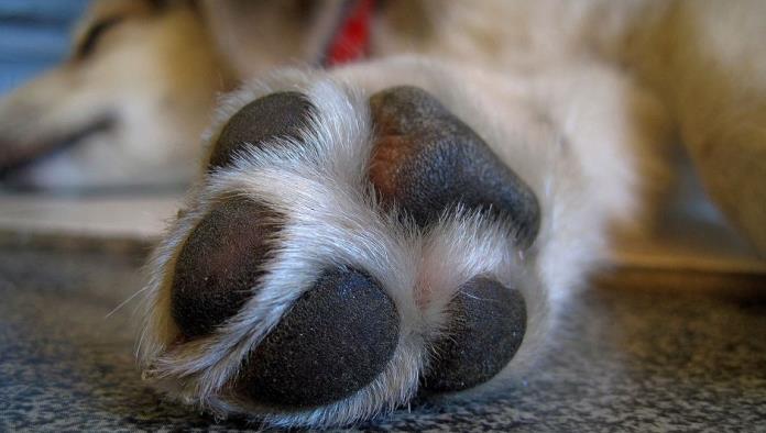Coronavirus: Las patas de los perros no deben limpiarse con alcohol o cloro