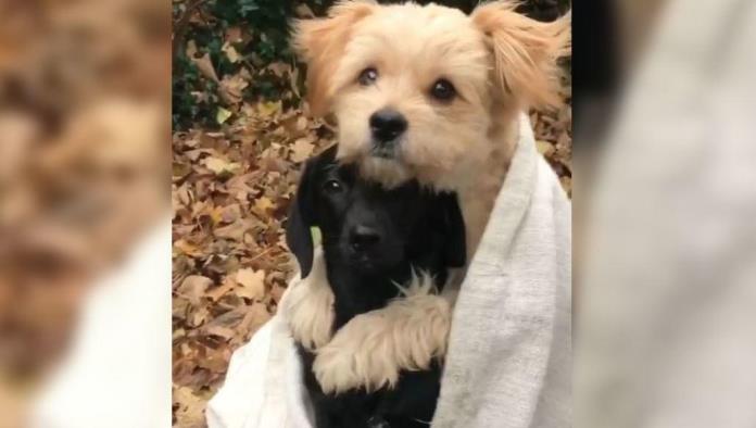 Video de un perrito cubierto con una manta abrazando a otro enternece a las redes sociales