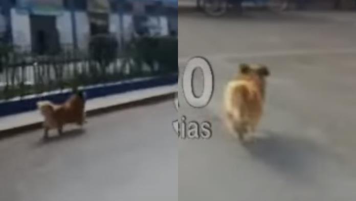 Perrito corre e intenta alcanzar a sus dueños que lo abandonaron (VIDEO)