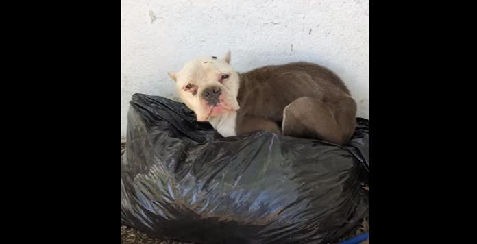 Perrita que dormía sobre la basura es rescatada y su historia se vuelve viral (VIDEO)