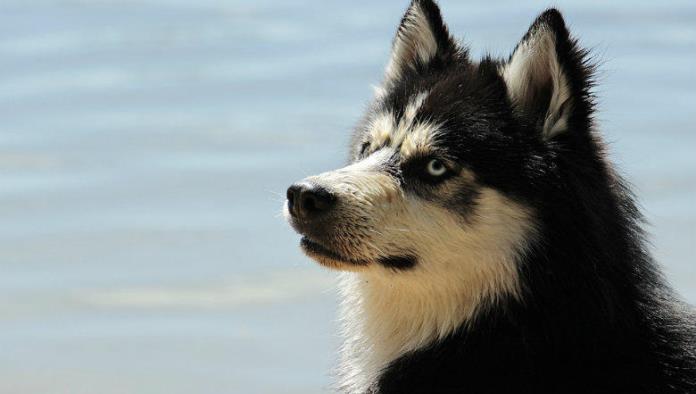 Perros no sienten amor por sus dueños, indican expertos