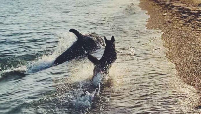 ¡Amistad es amigo! Captan a perrito y delfín jugando a la orilla de la playa (VIDEO)