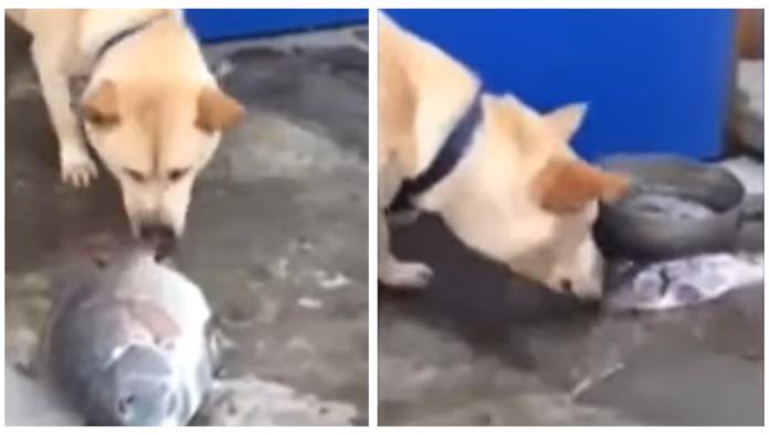 Echándoles agua con su hocico, perro intenta salvar a peces (VIDEO)