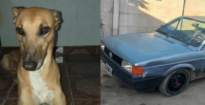 Joven pierde a su perro y ofrece su auto como recompensa