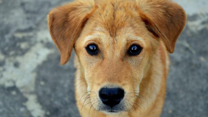 Hombre mata a perros de sus vecinos para hacerse un abrigo