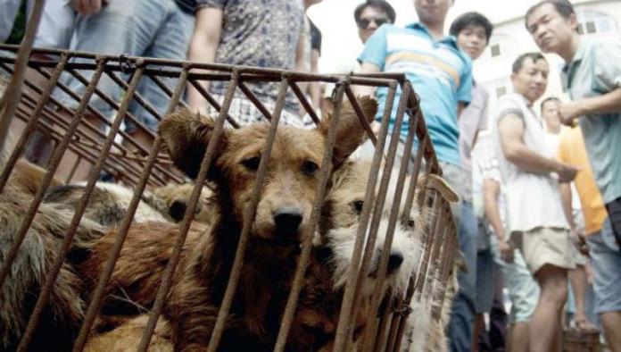 Ponen fin al consumo humano de carne de perro en China