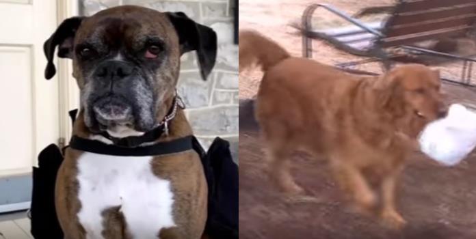 El mejor amigo del hombre: Perros llevan vinos y despensas a domicilio en cuarentena (VIDEO)