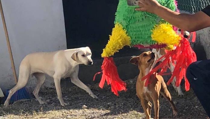 Perros celebran una posada con piñata y comida especial