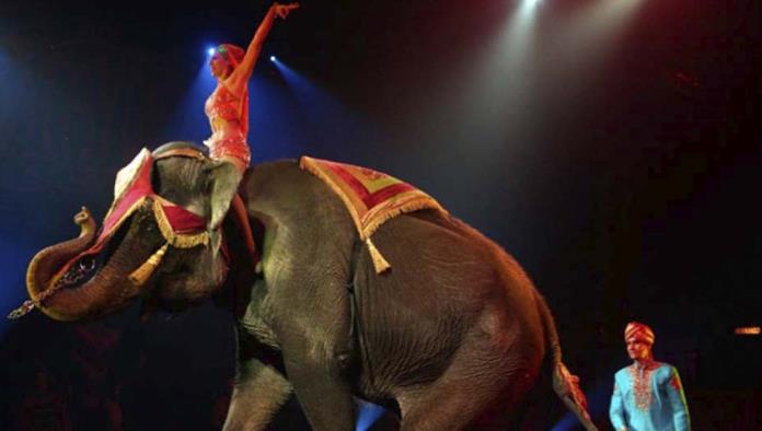 Piden Senador regresen animales a los circos