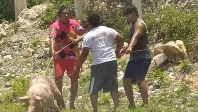 (VIDEO) Roban cientos de cerdos tras volcadura