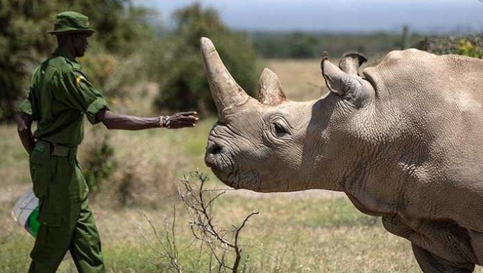 Crean embrión de rinoceronte blanco, especie casi extinta