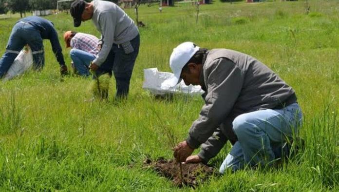 Aplicará El Salvador recursos de México para Sembrando Vida en 2020