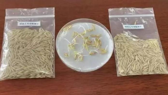 Semillas de arroz germinan en nave espacial lanzada a la Luna por China