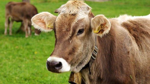Miles de vacas podrían morir por la pandemia; ganaderos no pueden mantenerlas