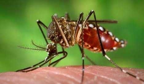 Alarma Dengue en ‘La Laguna’