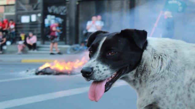 Vaquita, el perrito al que le organizaron una marcha falsa para llevarlo al veterinario