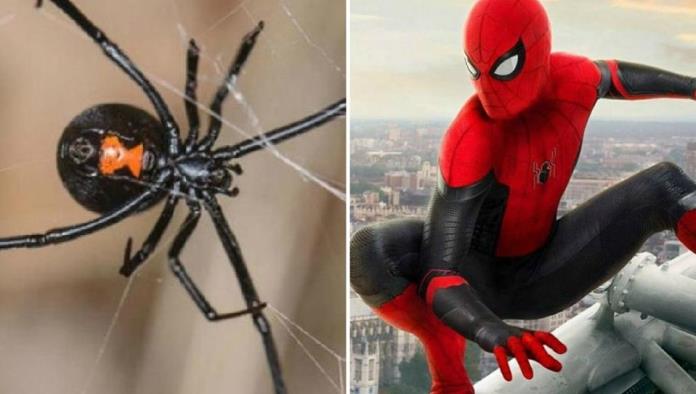 Para convertirse en Spider-Man, niños provocan ser picados por viuda negra