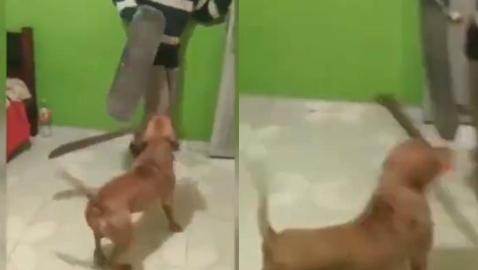 Te juro que no muerde: Perro con machete se hace viral (VIDEO)