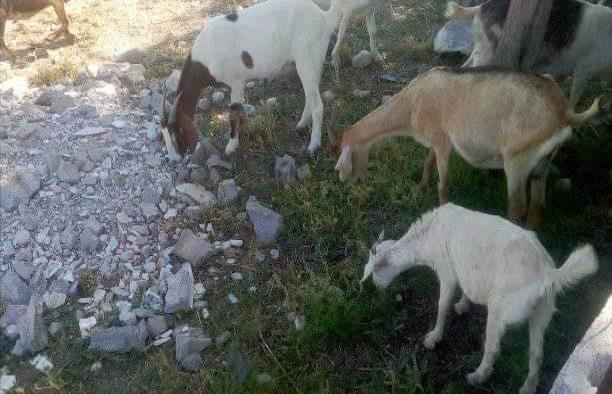 Animales de granja en calles y bulevares