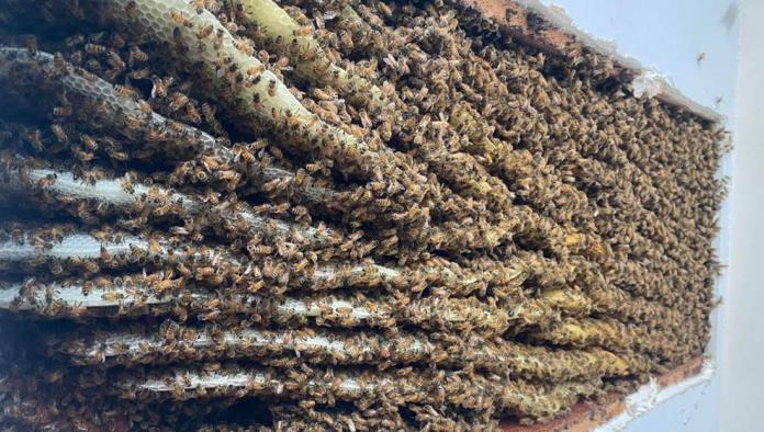 VIDEO: Descubre en su sala más de 100.000 abejas (y no es la primera vez que su casa sirve