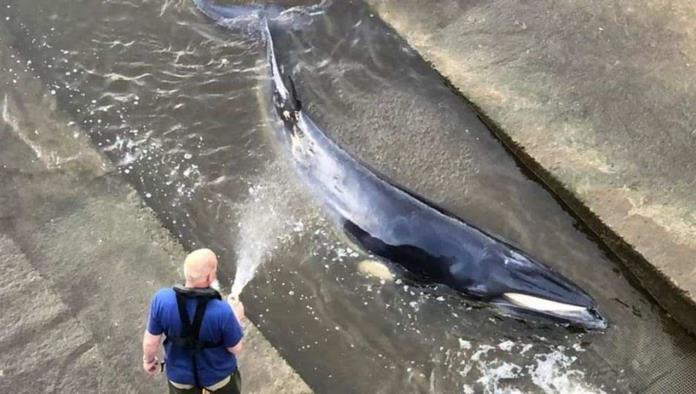 Rescatan a una ballena que quedó varada en el río Támesis