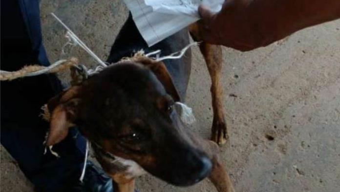 Lomito infractor: Cae perro que servía como cartero en cárcel