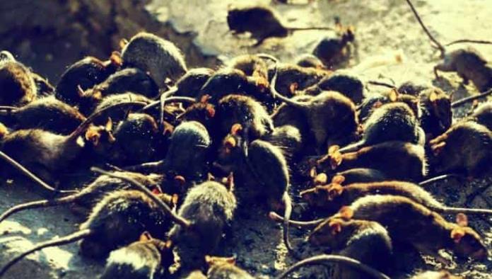 Una plaga sin precedentes en Australia: las ratas arrasaron los campos