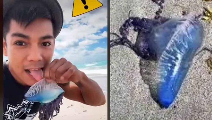 Influencer lame medusa; descubre que es de los más venenosos del mundo